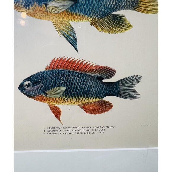 1905 A. HOEN & CO. ORIGINAL 3 FISH LITHOGRAPH, circa 1905 - Picture 2 of 5